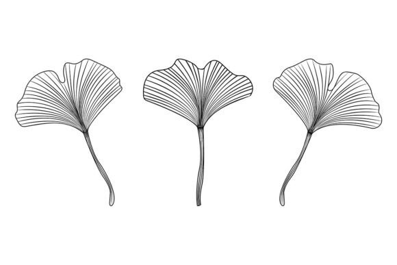 Download Ginkgo Biloba Leaves Black Line Set - Set Collection